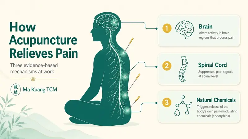 Diagram of the three ways acupuncture treatment in Singapore relieves pain: brain, spinal cord, and natural pain-modulating chemicals.